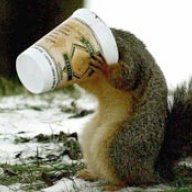 Coffee.Squirrel