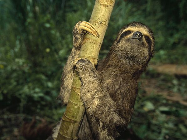 three-toed-sloth1.jpg