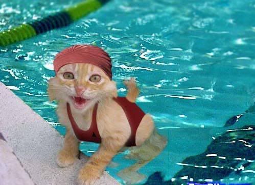 swimmerkitty.jpg