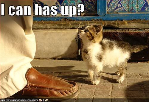 funny-pictures-kitten-wants-elevati.jpg