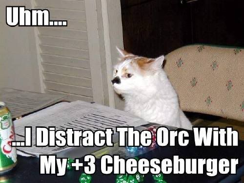 cat1.jpg