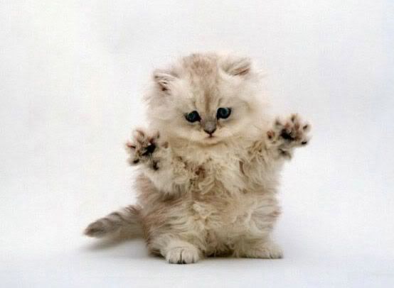 Monster_Kitten.jpg