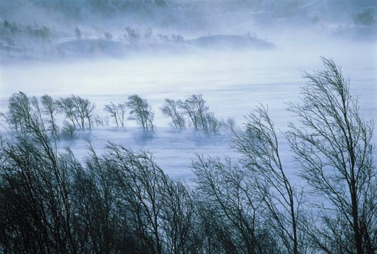 wp_forest_snow1.jpg