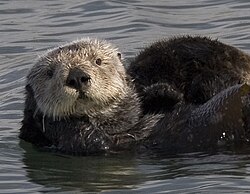 250px-Sea_otter_cropped.jpg
